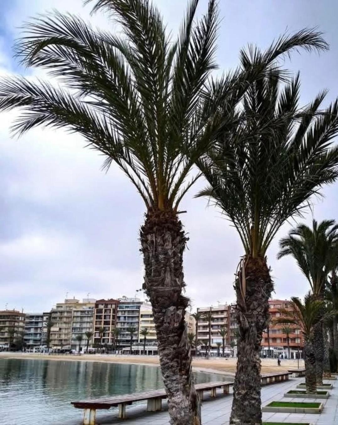 Calle De Palangre 17 Apartment Torrevieja Dış mekan fotoğraf
